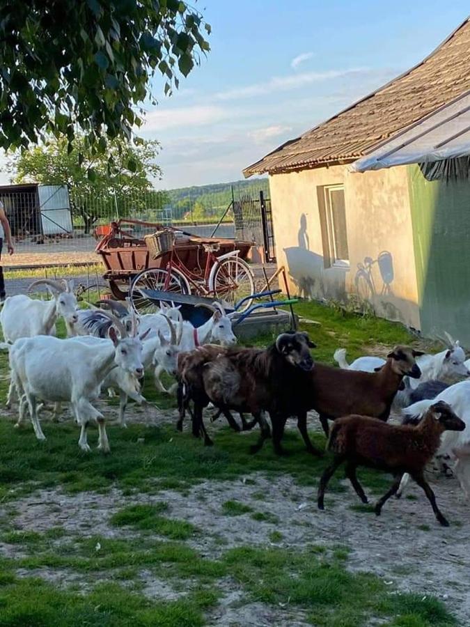 Willa Gosp. Agroturystyczne Stary Gaj Zerkowice Zewnętrze zdjęcie
